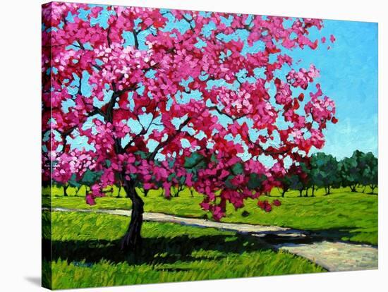 Pink Blossoms on a Summer Day-Patty Baker-Stretched Canvas