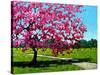 Pink Blossoms on a Summer Day-Patty Baker-Stretched Canvas