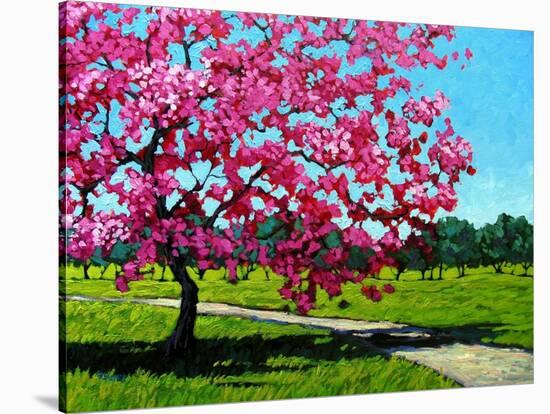 Pink Blossoms on a Summer Day-Patty Baker-Stretched Canvas