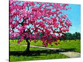 Pink Blossoms on a Summer Day-Patty Baker-Stretched Canvas