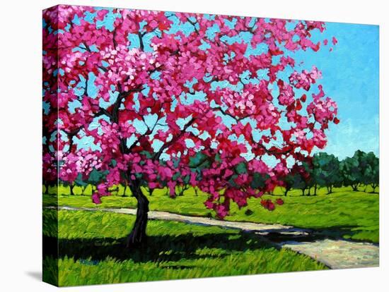 Pink Blossoms on a Summer Day-Patty Baker-Stretched Canvas