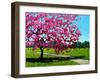 Pink Blossoms on a Summer Day-Patty Baker-Framed Art Print