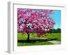 Pink Blossoms on a Summer Day-Patty Baker-Framed Art Print