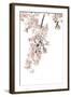 Pink Blossoms on White II-Kate Bennett-Framed Art Print