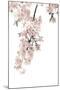 Pink Blossoms on White II-Kate Bennett-Mounted Art Print