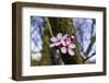 Pink Blossoms the Japanese Ornamental Cherry, Prunus Serrulata-Falk Hermann-Framed Photographic Print