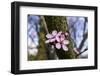 Pink Blossoms the Japanese Ornamental Cherry, Prunus Serrulata-Falk Hermann-Framed Photographic Print