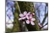 Pink Blossoms the Japanese Ornamental Cherry, Prunus Serrulata-Falk Hermann-Mounted Photographic Print