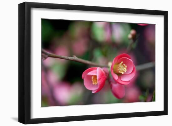 Pink Blossoms-Erin Berzel-Framed Art Print