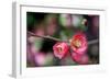 Pink Blossoms-Erin Berzel-Framed Art Print