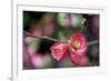 Pink Blossoms-Erin Berzel-Framed Premium Giclee Print