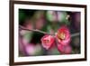 Pink Blossoms-Erin Berzel-Framed Premium Giclee Print