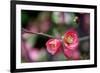 Pink Blossoms-Erin Berzel-Framed Premium Giclee Print