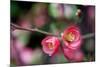 Pink Blossoms-Erin Berzel-Mounted Premium Giclee Print