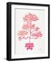 Pink Bonsai-Cat Coquillette-Framed Giclee Print