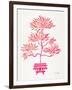 Pink Bonsai-Cat Coquillette-Framed Art Print