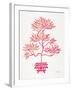 Pink Bonsai-Cat Coquillette-Framed Giclee Print