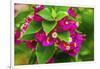 Pink bougainvillea closeup, Moorea, Tahiti, French Polynesia-William Perry-Framed Photographic Print