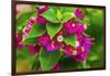 Pink bougainvillea closeup, Moorea, Tahiti, French Polynesia-William Perry-Framed Photographic Print