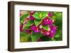 Pink bougainvillea closeup, Moorea, Tahiti, French Polynesia-William Perry-Framed Photographic Print