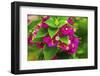 Pink bougainvillea closeup, Moorea, Tahiti, French Polynesia-William Perry-Framed Photographic Print