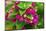 Pink bougainvillea closeup, Moorea, Tahiti, French Polynesia-William Perry-Mounted Photographic Print