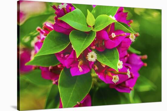 Pink bougainvillea closeup, Moorea, Tahiti, French Polynesia-William Perry-Stretched Canvas