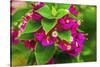 Pink bougainvillea closeup, Moorea, Tahiti, French Polynesia-William Perry-Stretched Canvas