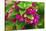 Pink bougainvillea closeup, Moorea, Tahiti, French Polynesia-William Perry-Stretched Canvas