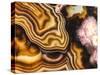 Pink Brown Turritella Agate Pattern-maury75-Stretched Canvas