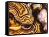 Pink Brown Turritella Agate Pattern-maury75-Framed Stretched Canvas