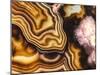 Pink Brown Turritella Agate Pattern-maury75-Mounted Photographic Print