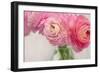 Pink Buttercups in Glass II-Cora Niele-Framed Giclee Print