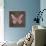 Pink Butterfly IV-Todd Williams-Art Print displayed on a wall