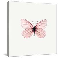 Pink Butterfly-PhotoINC-Stretched Canvas