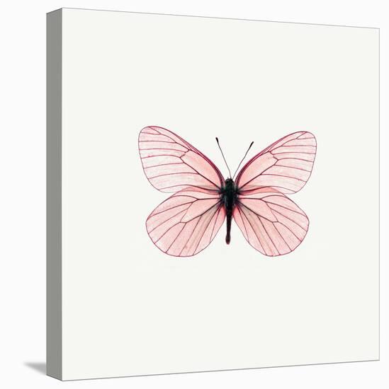 Pink Butterfly-PhotoINC-Stretched Canvas