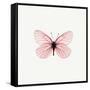 Pink Butterfly-PhotoINC-Framed Stretched Canvas