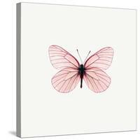 Pink Butterfly-PhotoINC-Stretched Canvas