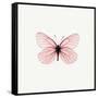 Pink Butterfly-PhotoINC-Framed Stretched Canvas