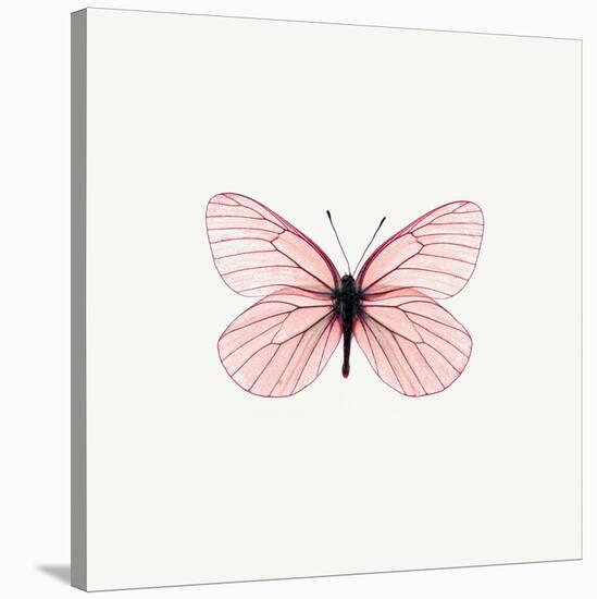 Pink Butterfly-PhotoINC-Stretched Canvas