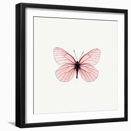 Pink Butterfly-PhotoINC-Framed Premium Photographic Print