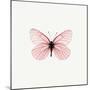 Pink Butterfly-PhotoINC-Mounted Premium Photographic Print