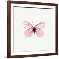 Pink Butterfly-PhotoINC-Framed Photographic Print