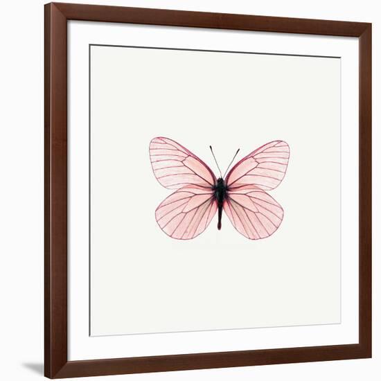 Pink Butterfly-PhotoINC-Framed Photographic Print