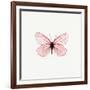 Pink Butterfly-PhotoINC-Framed Photographic Print