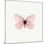 Pink Butterfly-PhotoINC-Mounted Photographic Print