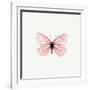 Pink Butterfly-PhotoINC-Framed Photographic Print