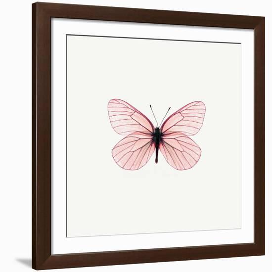 Pink Butterfly-PhotoINC-Framed Photographic Print