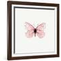 Pink Butterfly-PhotoINC-Framed Photographic Print