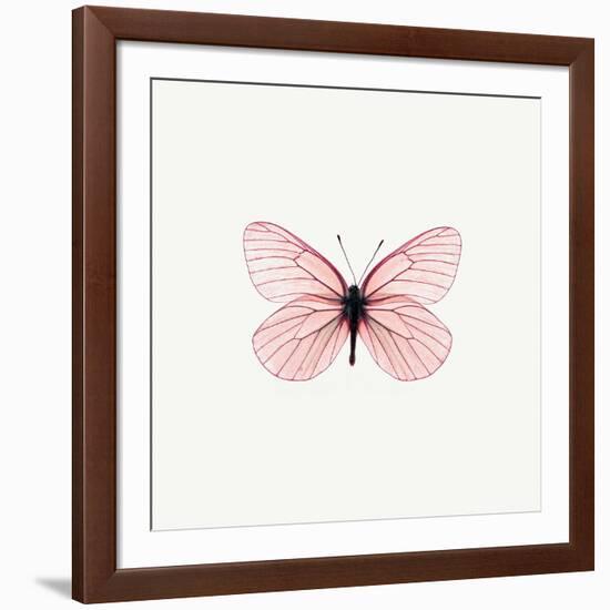 Pink Butterfly-PhotoINC-Framed Photographic Print